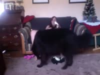 Animal XXX DVD - Black male dog licking his early Christmas gift